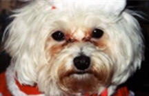 red tear stains on maltese