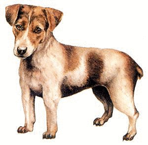 small breed dog